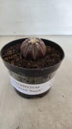 ASTROPHYTUM ASTERIAS “Purple”  Nº 963 – vaso 09 - Imagem 2