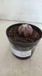 ASTROPHYTUM ASTERIAS “Purple”  Nº 963 – vaso 09 - Imagem 9