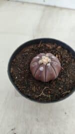 ASTROPHYTUM ASTERIAS “Purple”  Nº 963 – vaso 09 - Imagem 8