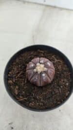 ASTROPHYTUM ASTERIAS “Purple”  Nº 963 – vaso 09 - Imagem 6