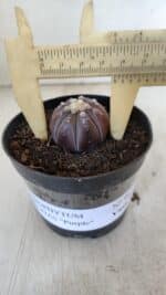 ASTROPHYTUM ASTERIAS “Purple”  Nº 963 – vaso 09 - Imagem 4