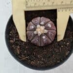 ASTROPHYTUM ASTERIAS “Purple”  Nº 963 – vaso 09