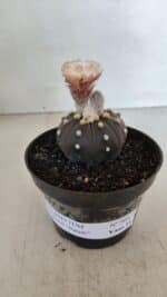 ASTROPHYTUM ASTERIAS “Purple”  Nº 964 – vaso 11 - Imagem 2