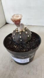 ASTROPHYTUM ASTERIAS “Purple”  Nº 964 – vaso 11 - Imagem 8