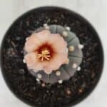 ASTROPHYTUM ASTERIAS “Purple”  Nº 964 – vaso 11