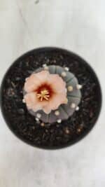 ASTROPHYTUM ASTERIAS “Purple”  Nº 964 – vaso 11