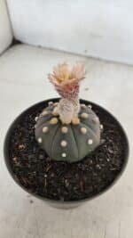ASTROPHYTUM ASTERIAS “Purple”  Nº 964 – vaso 11 - Imagem 7