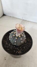 ASTROPHYTUM ASTERIAS “Purple”  Nº 964 – vaso 11 - Imagem 6