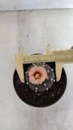 ASTROPHYTUM ASTERIAS “Purple”  Nº 964 – vaso 11 - Imagem 5