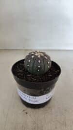 ASTROPHYTUM ASTERIAS “Purple”  Nº 965 – vaso 09 - Imagem 2
