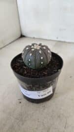 ASTROPHYTUM ASTERIAS “Purple”  Nº 965 – vaso 09 - Imagem 9