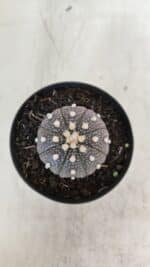 ASTROPHYTUM ASTERIAS “Purple”  Nº 965 – vaso 09 - Imagem 3