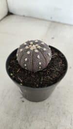 ASTROPHYTUM ASTERIAS “Purple”  Nº 965 – vaso 09 - Imagem 8