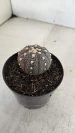 ASTROPHYTUM ASTERIAS “Purple”  Nº 965 – vaso 09 - Imagem 7