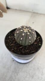 ASTROPHYTUM ASTERIAS “Purple”  Nº 965 – vaso 09 - Imagem 6