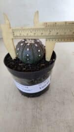 ASTROPHYTUM ASTERIAS “Purple”  Nº 965 – vaso 09 - Imagem 4