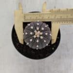 ASTROPHYTUM ASTERIAS “Purple”  Nº 965 – vaso 09