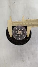 ASTROPHYTUM ASTERIAS “Purple”  Nº 965 – vaso 09