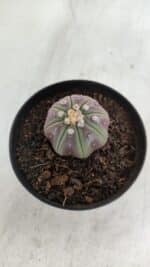 ASTROPHYTUM ASTERIAS “Purple”  Nº 966 – vaso 09 - Imagem 8