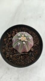 ASTROPHYTUM ASTERIAS “Purple”  Nº 966 – vaso 09 - Imagem 7