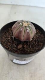 ASTROPHYTUM ASTERIAS “Purple”  Nº 966 – vaso 09 - Imagem 6