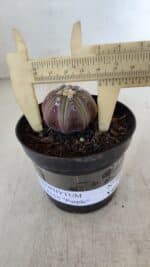 ASTROPHYTUM ASTERIAS “Purple”  Nº 966 – vaso 09 - Imagem 4