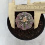 ASTROPHYTUM ASTERIAS “Purple”  Nº 966 – vaso 09