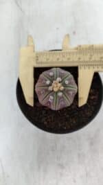 ASTROPHYTUM ASTERIAS “Purple”  Nº 966 – vaso 09