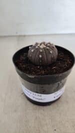 ASTROPHYTUM ASTERIAS “Purple”  Nº 967 – vaso 09 - Imagem 2
