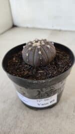 ASTROPHYTUM ASTERIAS “Purple”  Nº 967 – vaso 09 - Imagem 8
