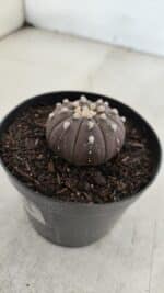 ASTROPHYTUM ASTERIAS “Purple”  Nº 967 – vaso 09 - Imagem 7
