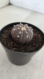 ASTROPHYTUM ASTERIAS “Purple”  Nº 967 – vaso 09 - Imagem 6
