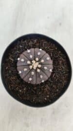 ASTROPHYTUM ASTERIAS “Purple”  Nº 967 – vaso 09 - Imagem 3