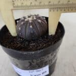 ASTROPHYTUM ASTERIAS “Purple”  Nº 967 – vaso 09