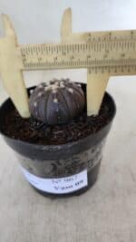 ASTROPHYTUM ASTERIAS “Purple”  Nº 967 – vaso 09