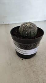 ASTROPHYTUM ASTERIAS “Purple”  Nº 968 – vaso 09 - Imagem 2