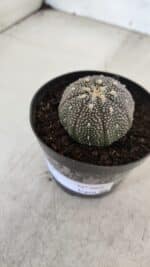 ASTROPHYTUM ASTERIAS “Purple”  Nº 968 – vaso 09 - Imagem 3