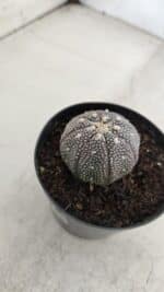 ASTROPHYTUM ASTERIAS “Purple”  Nº 968 – vaso 09 - Imagem 7