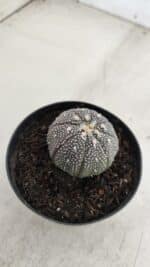 ASTROPHYTUM ASTERIAS “Purple”  Nº 968 – vaso 09 - Imagem 6