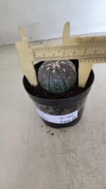 ASTROPHYTUM ASTERIAS “Purple”  Nº 968 – vaso 09 - Imagem 4