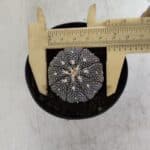 ASTROPHYTUM ASTERIAS “Purple”  Nº 968 – vaso 09