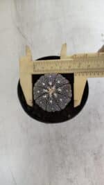 ASTROPHYTUM ASTERIAS “Purple”  Nº 968 – vaso 09