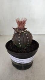 ASTROPHYTUM ASTERIAS “Purple”  Nº 970 – vaso 11 - Imagem 2