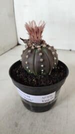 ASTROPHYTUM ASTERIAS “Purple”  Nº 970 – vaso 11 - Imagem 10