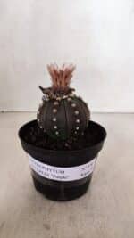 ASTROPHYTUM ASTERIAS “Purple”  Nº 970 – vaso 11 - Imagem 9