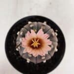 ASTROPHYTUM ASTERIAS “Purple”  Nº 970 – vaso 11