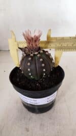 ASTROPHYTUM ASTERIAS “Purple”  Nº 970 – vaso 11 - Imagem 4