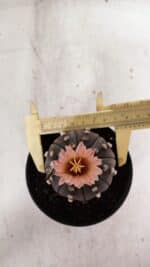 ASTROPHYTUM ASTERIAS “Purple”  Nº 970 – vaso 11 - Imagem 5