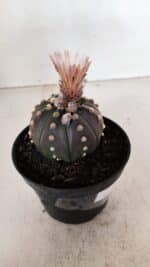 ASTROPHYTUM ASTERIAS “Purple”  Nº 970 – vaso 11 - Imagem 8