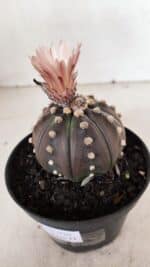 ASTROPHYTUM ASTERIAS “Purple”  Nº 970 – vaso 11 - Imagem 6